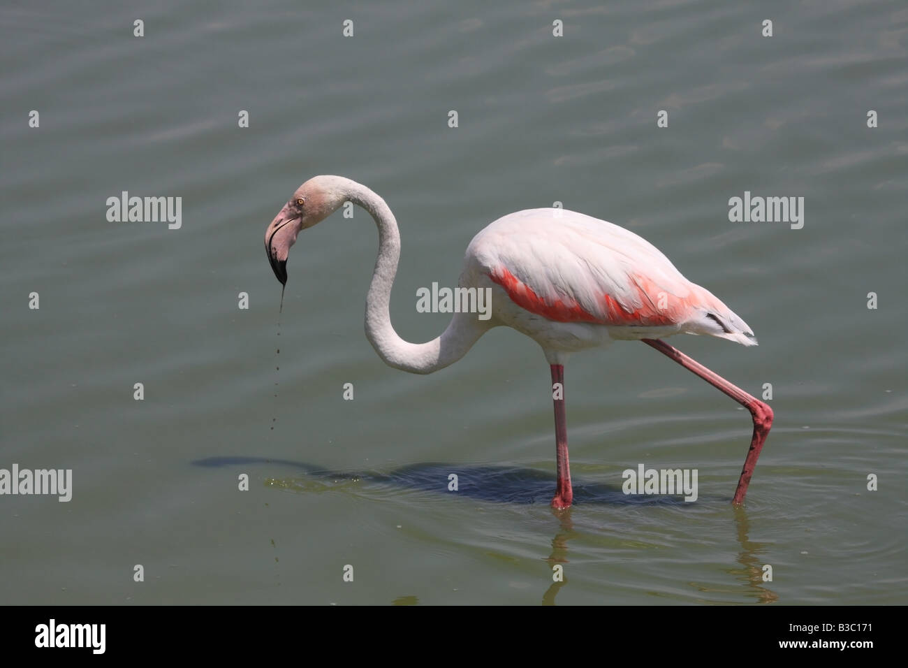Größere Flamingo Phoenicopterus Ruber Camargue-Frankreich Stockfoto