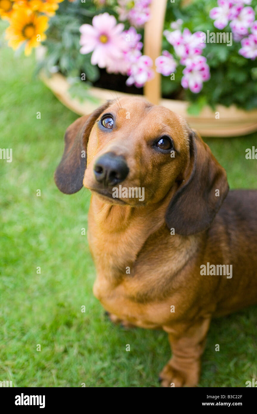 Ein Dackel Hund schaut in die Kamera Stockfoto