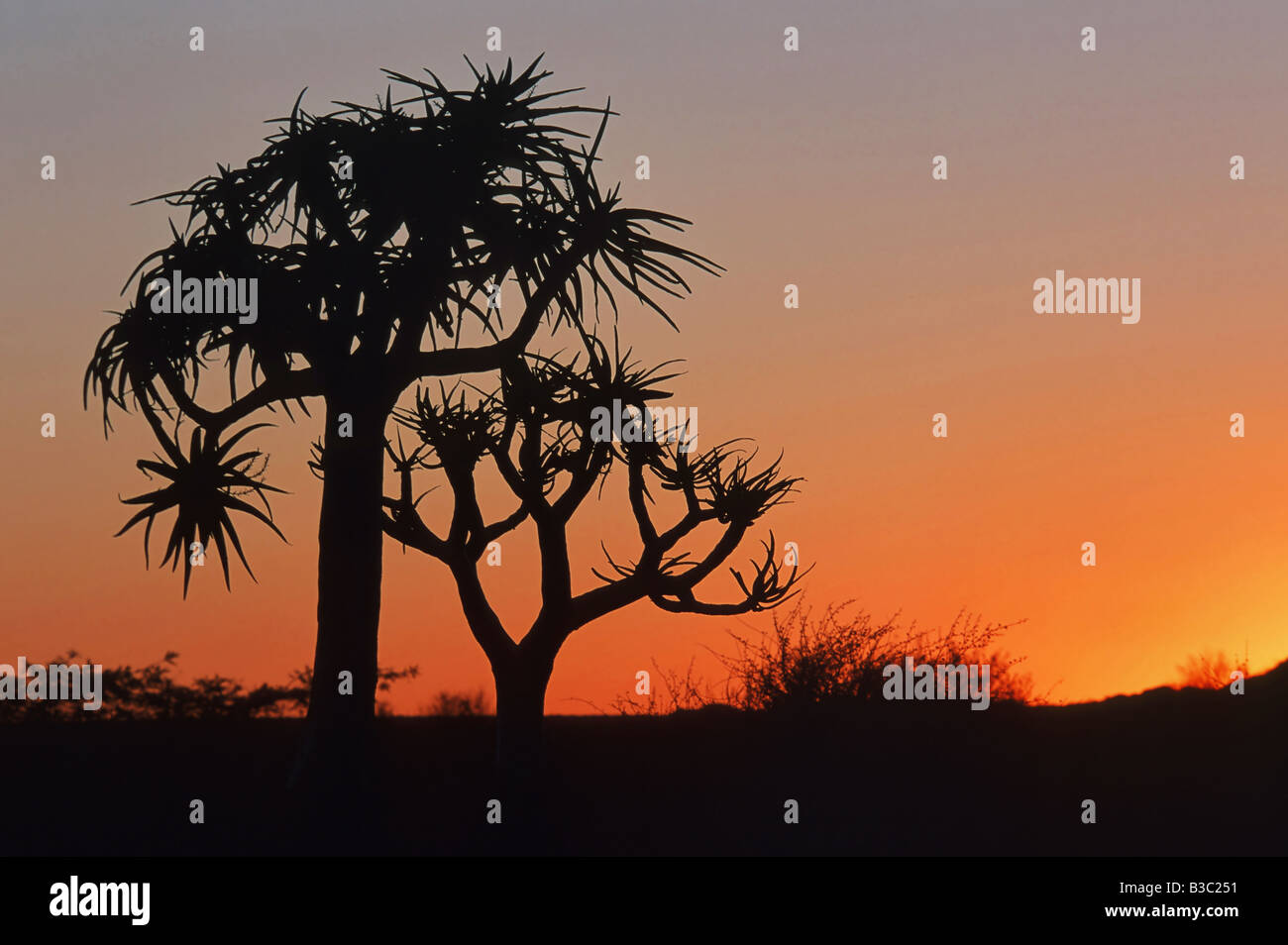 Köcher Baum Kokerboom Aloe Dichotoma Bäume am Sonnenuntergang Namibia Afrika Stockfoto