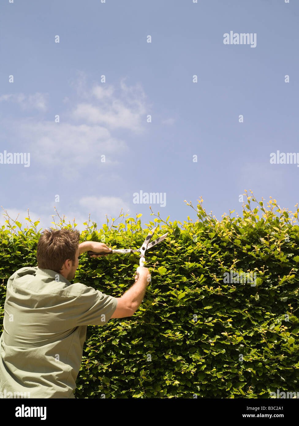 Ein Mann, eine Garten Hecke mit der Schere schneiden Stockfoto