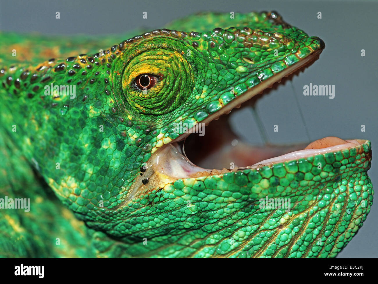 Parson es riesige Chamäleon Calumma Parsonii Erwachsene in der Verteidigung darstellen Afrika Madagaskar Stockfoto