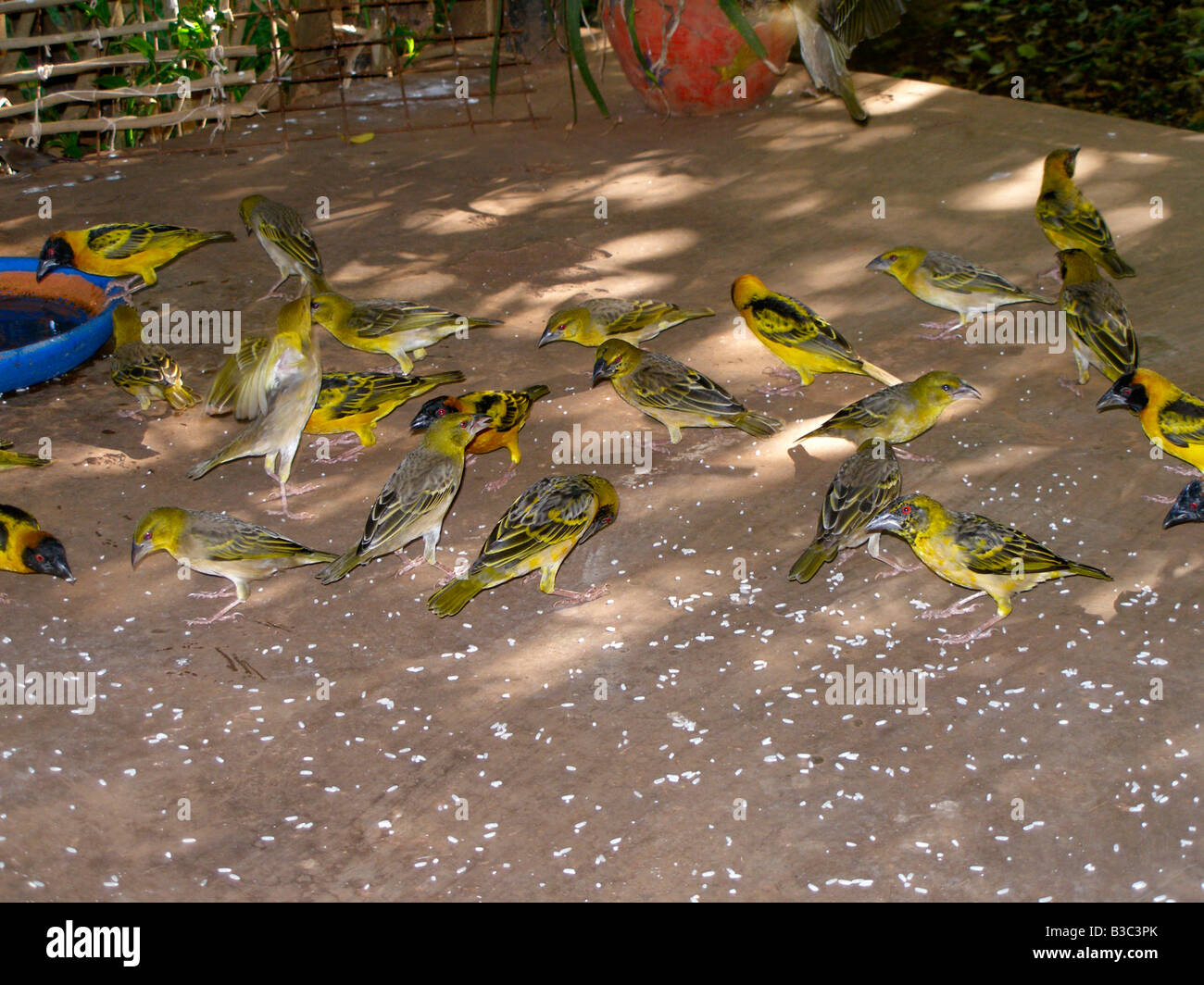 Gelb-backed Webervogel (Ploceus Melanocephalus) essen Reis auf dem Boden Stockfoto
