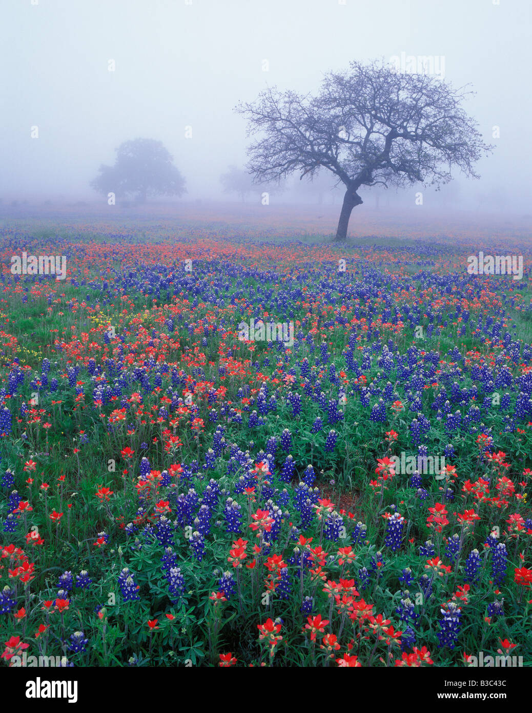 Wildblumen bedecken die neblige Texas-Landschaft voller Texas Bluebonnets und Indian Paintbrush in das Hügelland. Texas Stockfoto