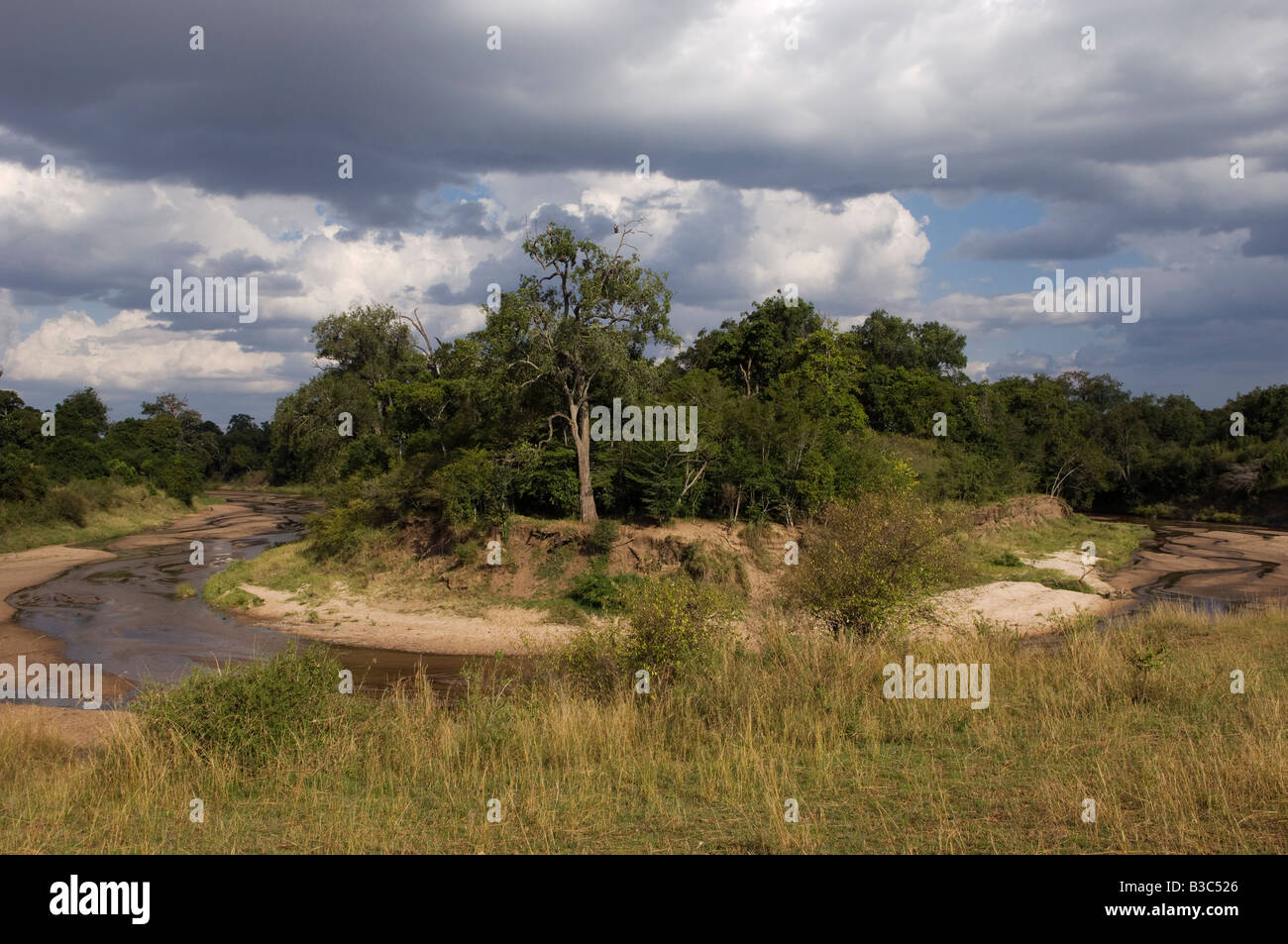 Kenia, Masai Mara National Reserve. Ein Ochse-Bogen biegen Sie in den gewundenen Sand River. Stockfoto