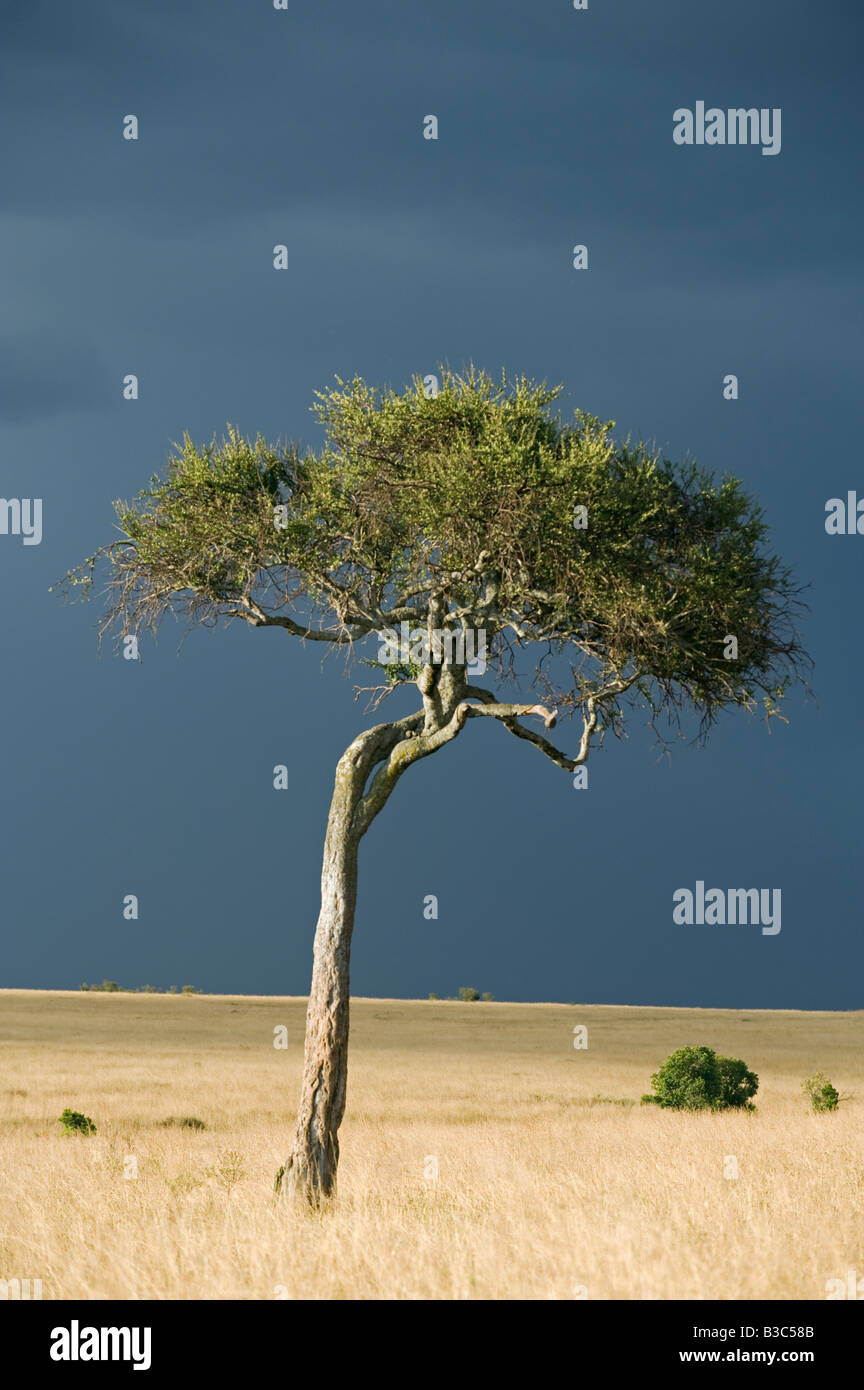 Kenia, Masai Mara National Reserve. Eine einsame Akazie auf den Ebenen der Masai Mara vor dem Hintergrund der Gewitterhimmel. Stockfoto