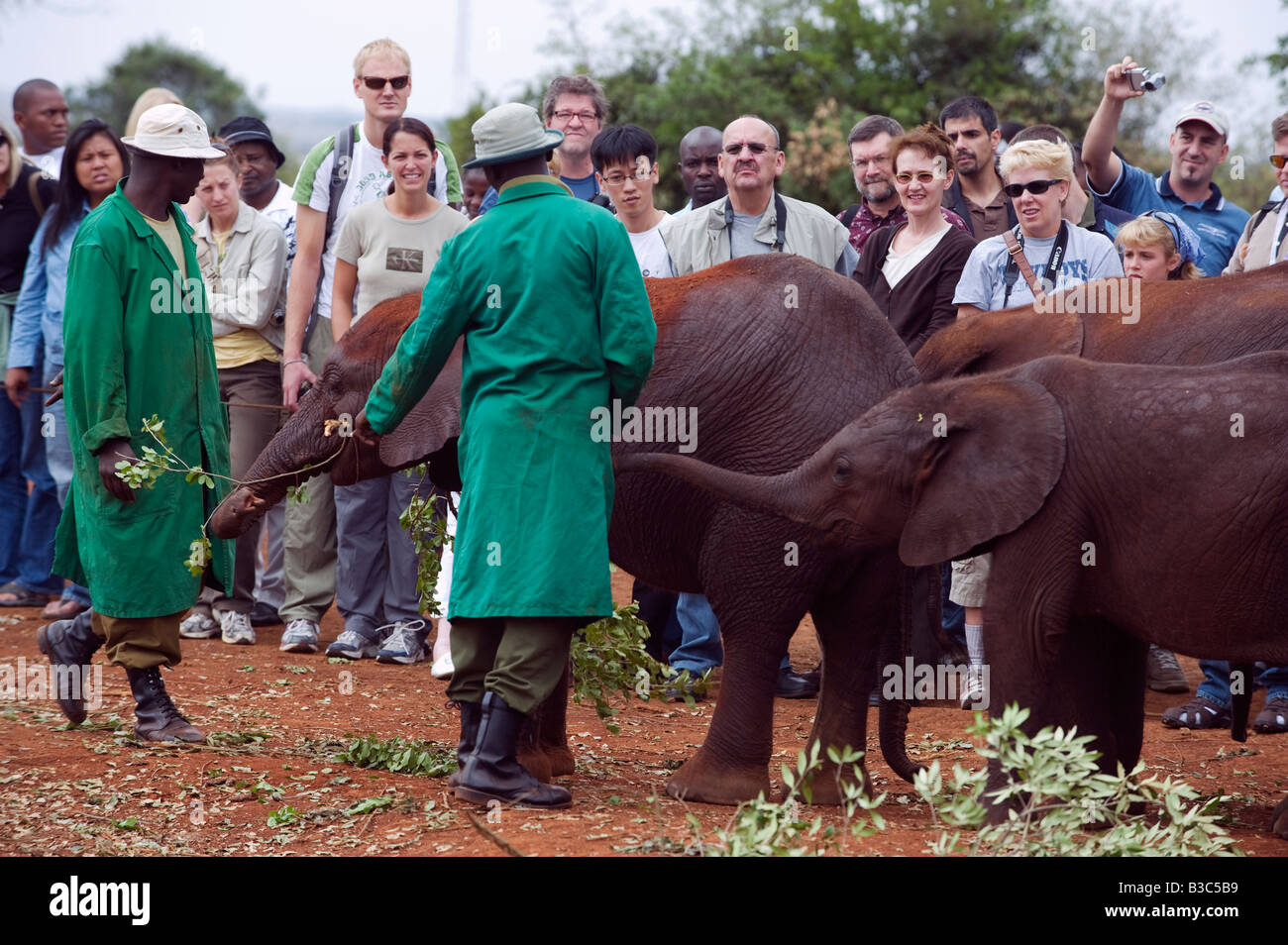 Kenia, Nairobi, David Sheldrick Wildlife Trust. Touristen sehen wie verwaiste Elefanten ihre tägliche Schlammbad unter dem wachsamen Auge von ihren afrikanischen Handler genießen. Stockfoto