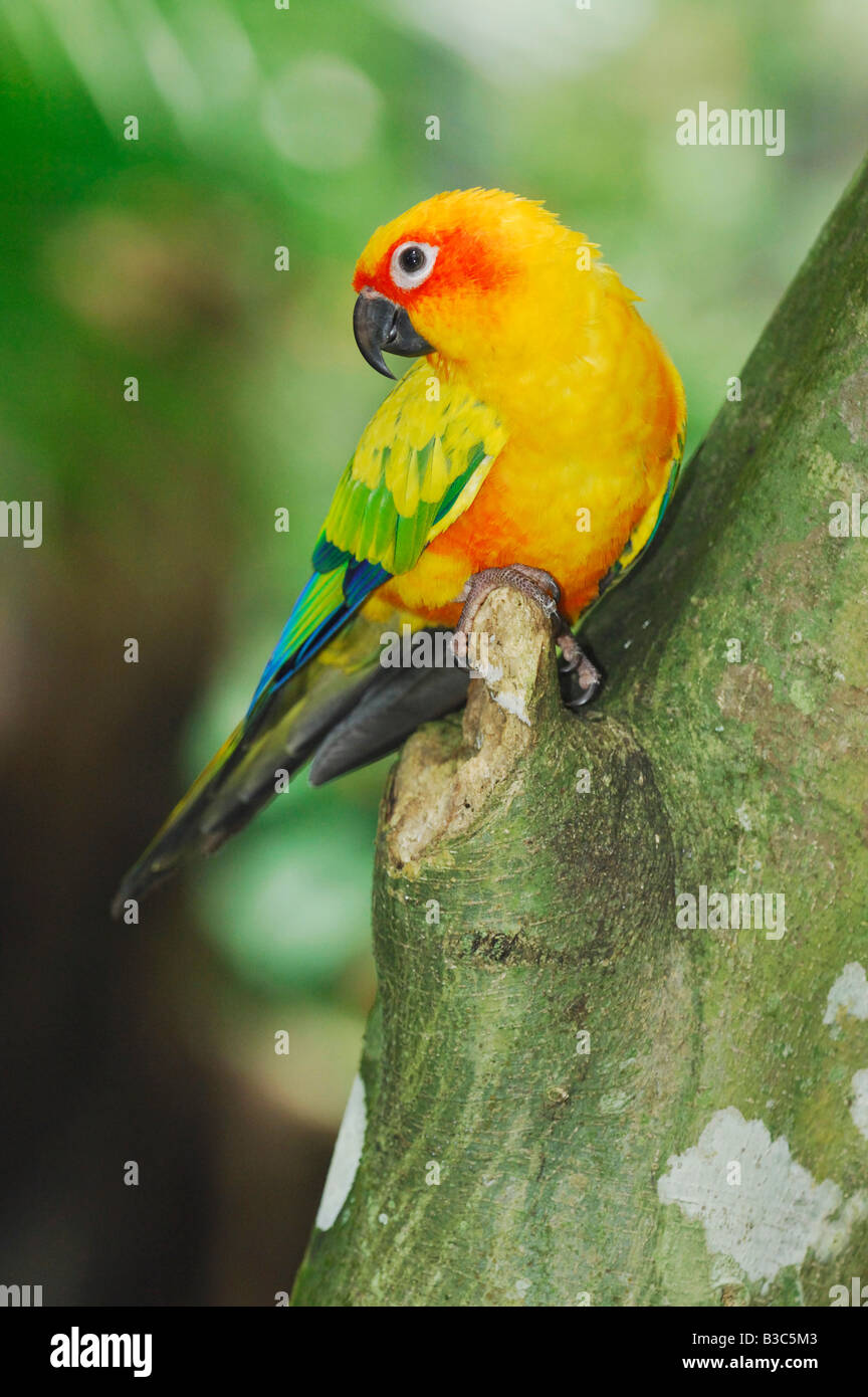 Sun-Sittich (Aratinga Solstitialis), Erwachsene im Baum, Guyana, Venezuela, Brasilien Stockfoto