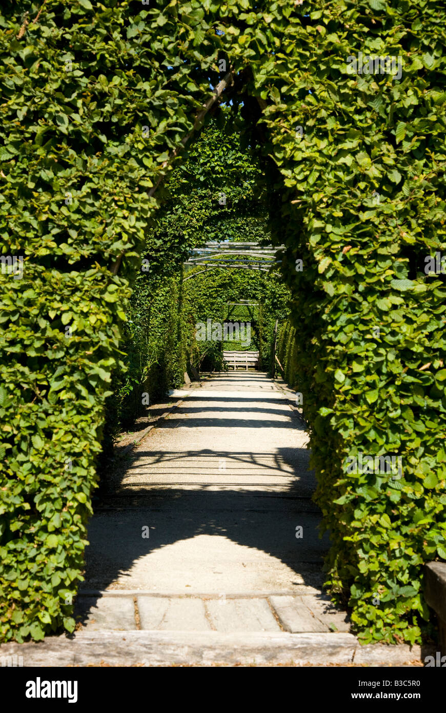 Liguster hedge -Fotos und -Bildmaterial in hoher Auflsung  Alamy