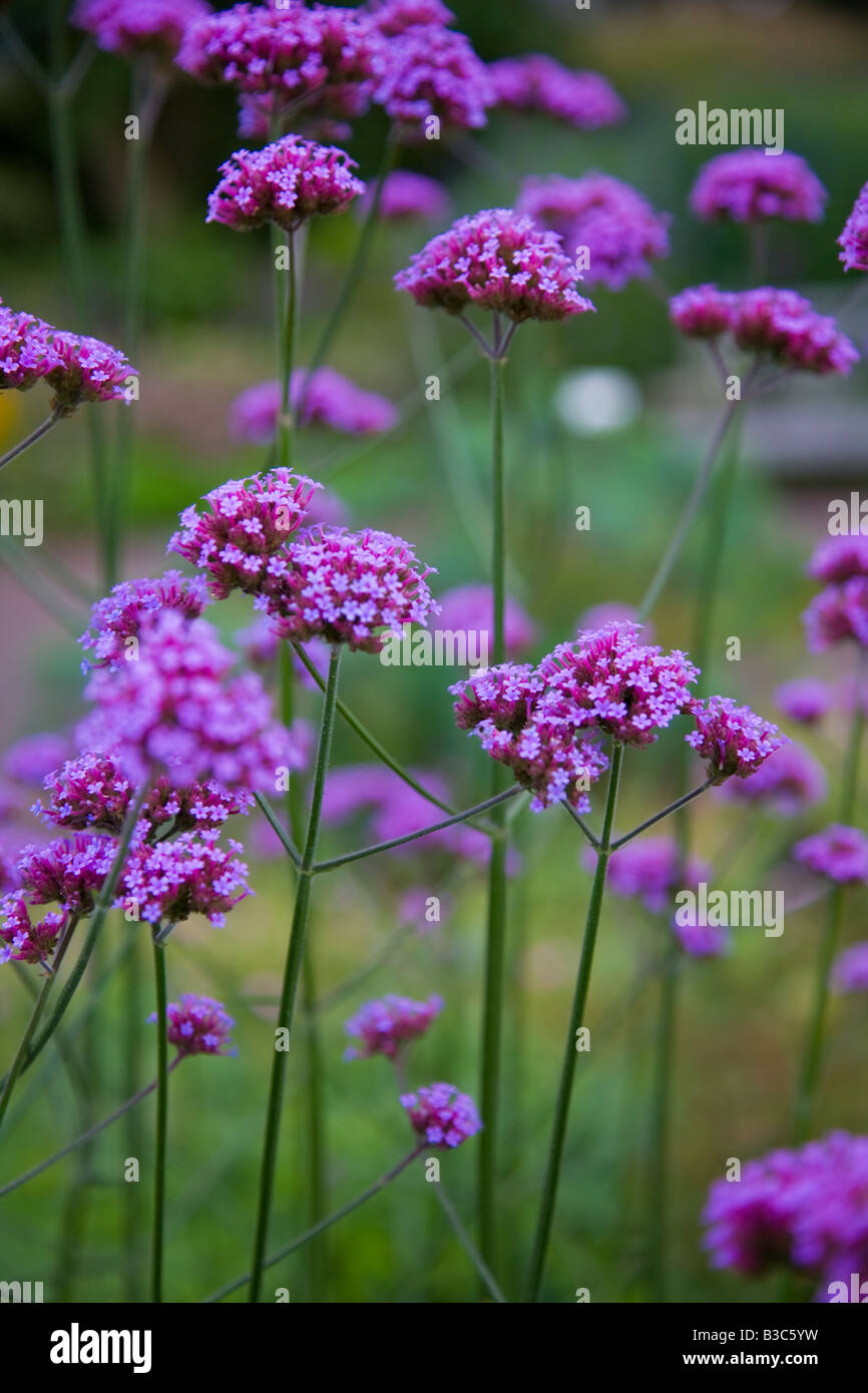 Verbena bonariensis Stockfoto