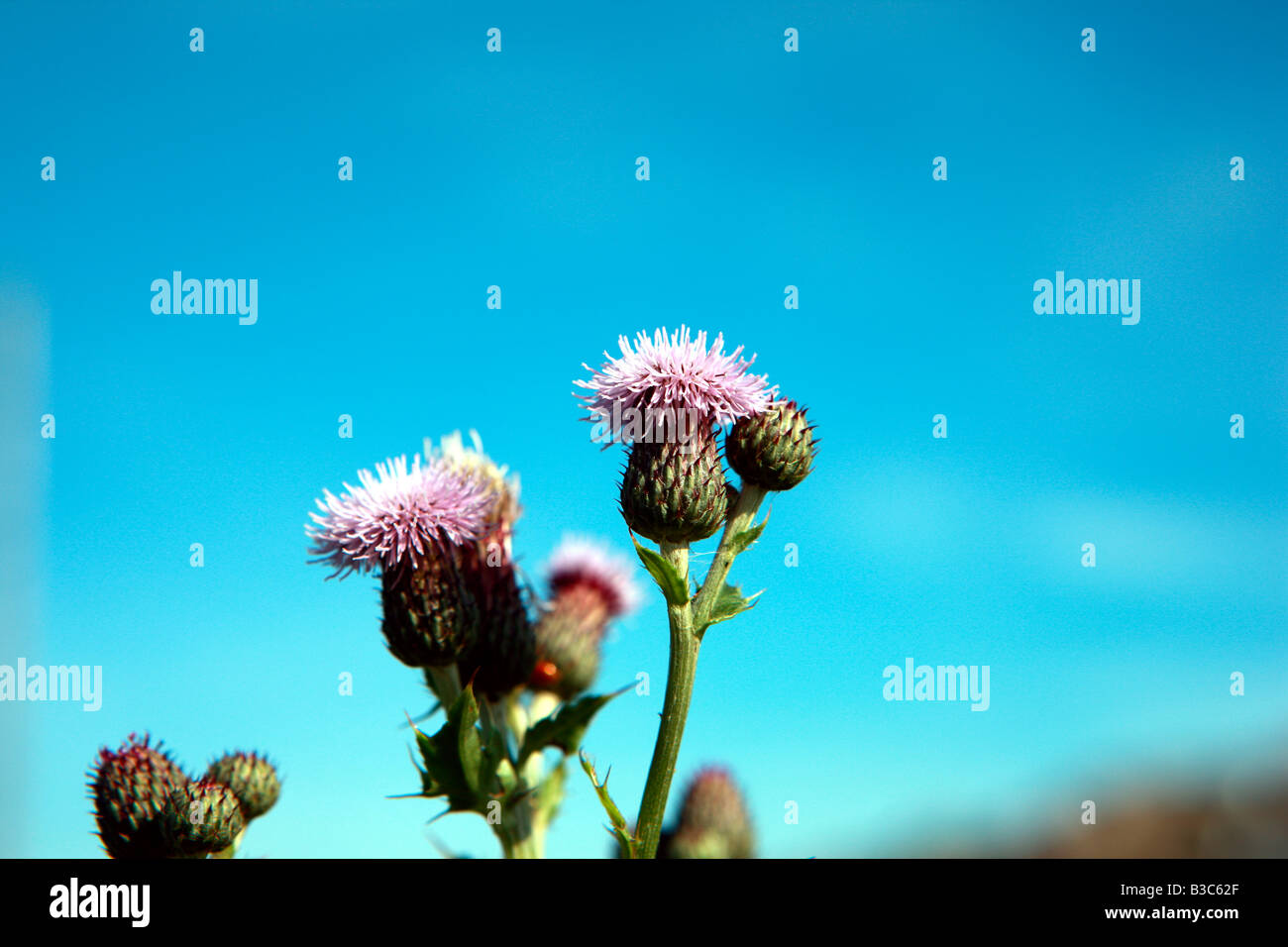 Distel Stockfoto