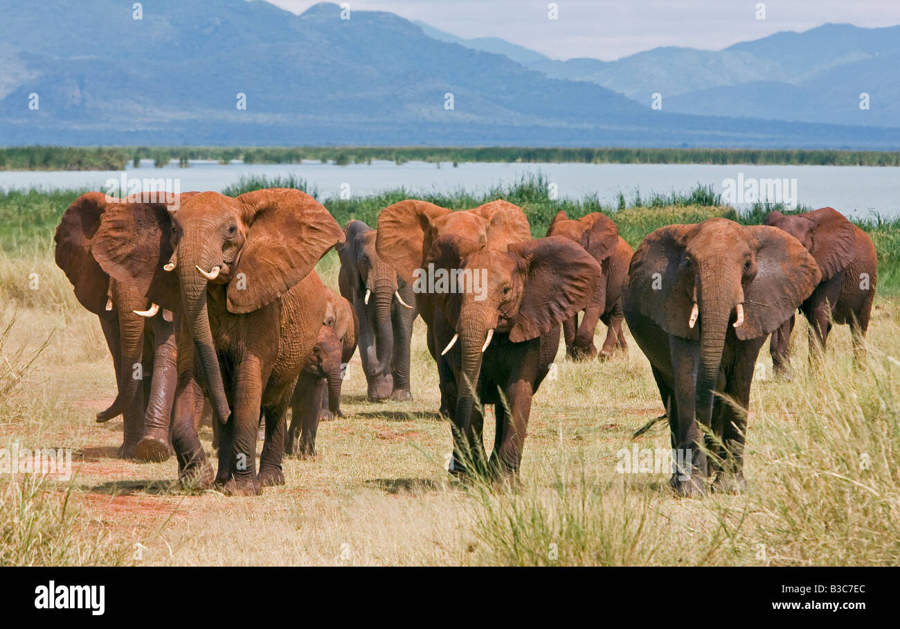 Kenia, Tsavo West Nationalpark. Eine Herde Elefanten (Loxodonta Africana) verlässt Lake Jipe die Pare Berge dominieren die Landschaft. Der rote Farbton der ihre Dicke Haut ist das Ergebnis von ihnen selbst mit dem markanten roten Boden des Gebiets abstauben. Stockfoto