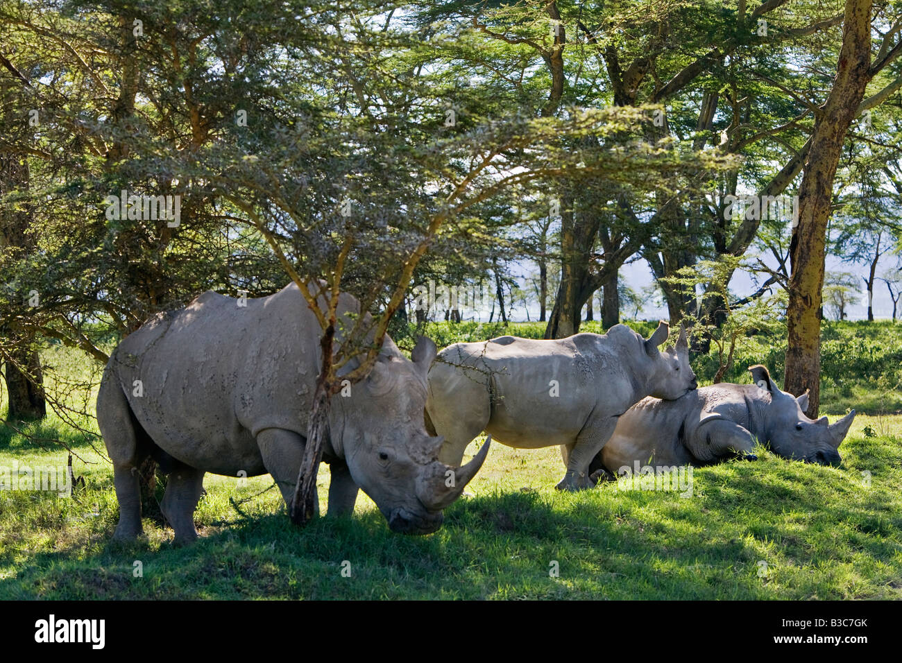 Kenia, Nakuru, Nakuru-Nationalpark. Breitmaulnashorn (Ceratotherium Simum) in Nakuru-Nationalpark. Stockfoto