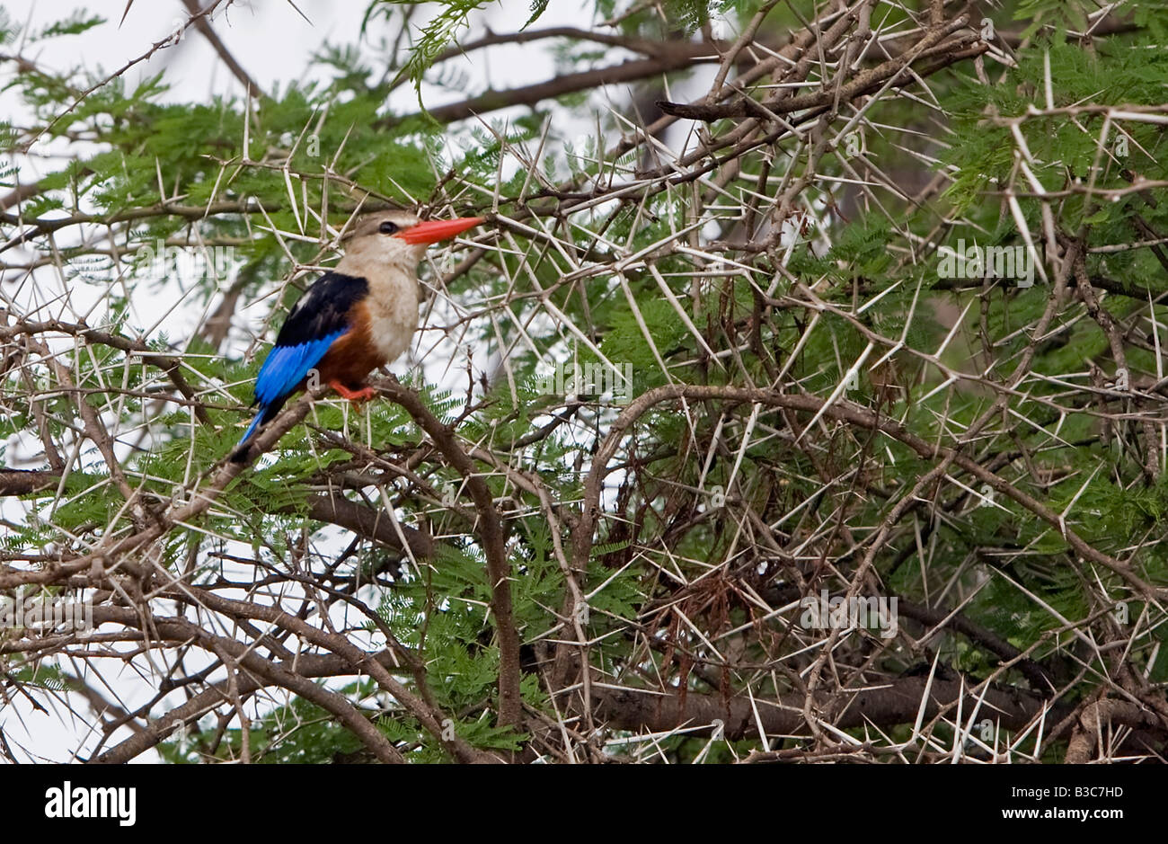 Kenia, Kajiado District, Amboseli-Nationalpark. Ein grau-headed Eisvogel (Halcyon Leucocephala) im Amboseli National Park. Stockfoto