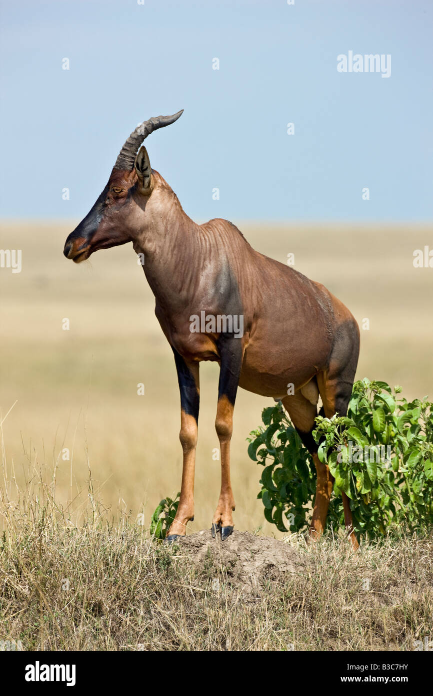 Kenia, Masai Mara, Masai Mara Wildreservat. Ein Topi (Damaliscus Korrigum) steht auf einem Hügel Termite zu wachen über seinem Hoheitsgebiet. Stockfoto