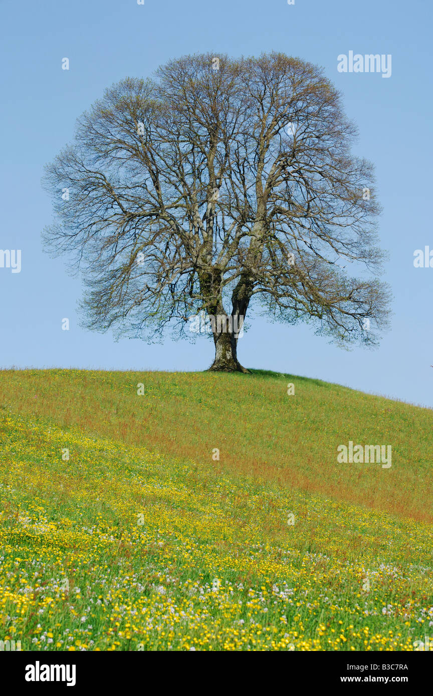 Linde (Tilia SP.), Baum im Frühling, Schweiz Stockfoto