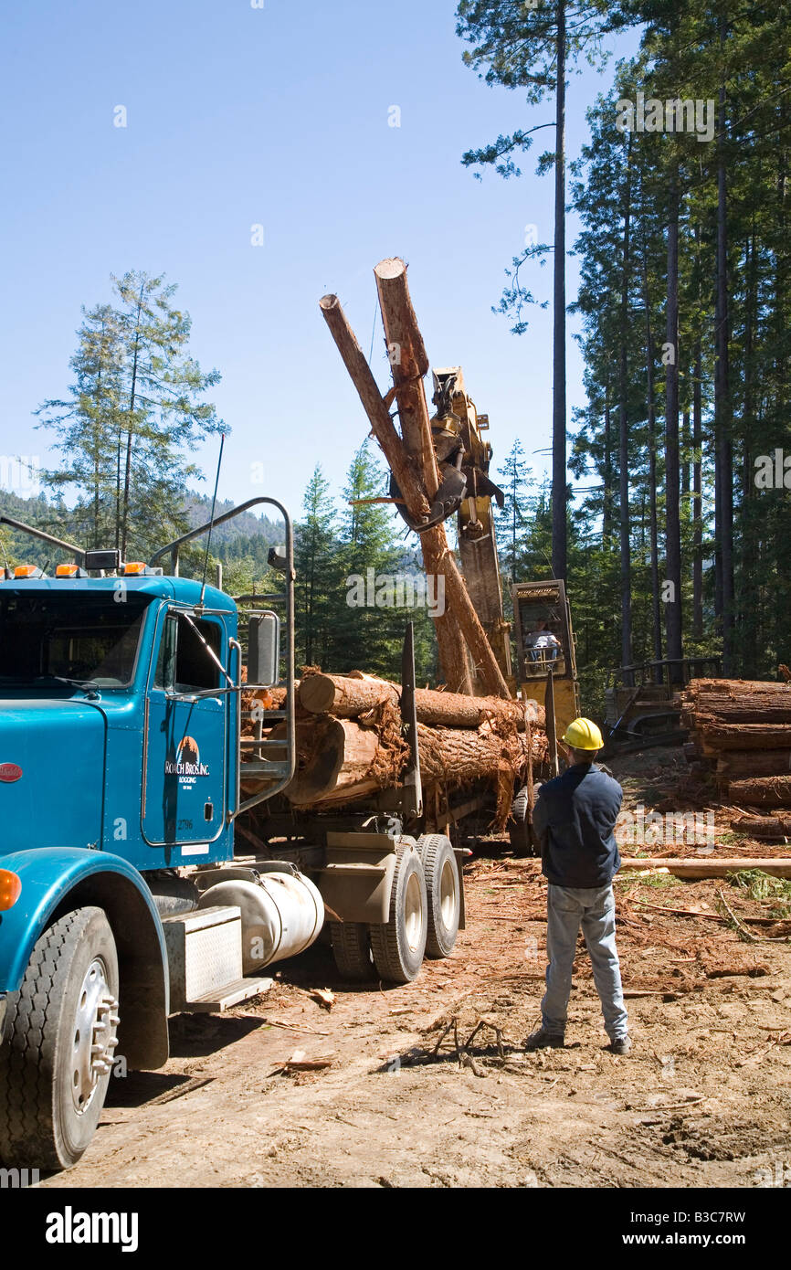 Protokollierung der Redwoods in Nordkalifornien Stockfoto