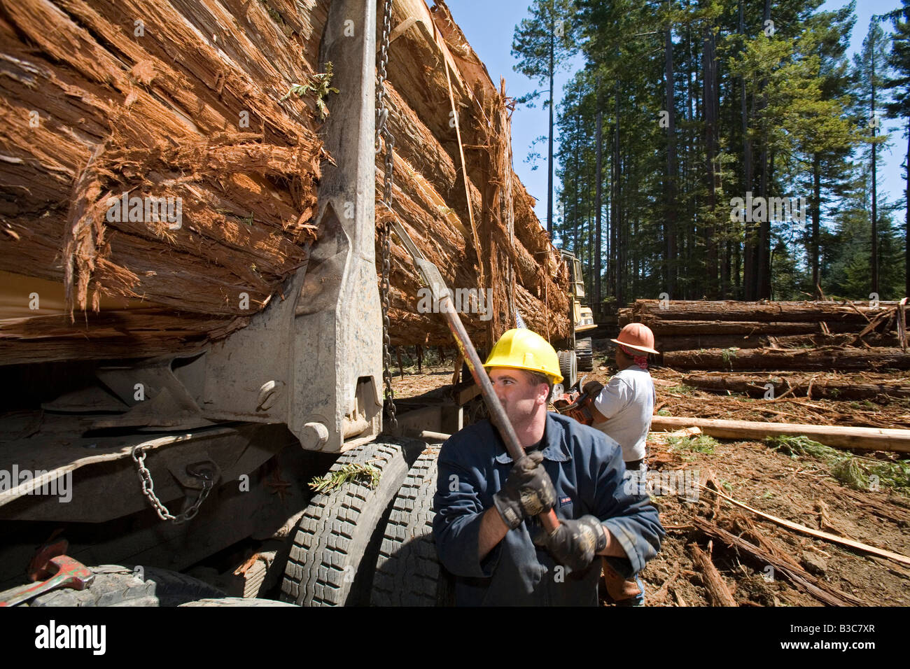 Protokollierung der Redwoods in Nordkalifornien Stockfoto