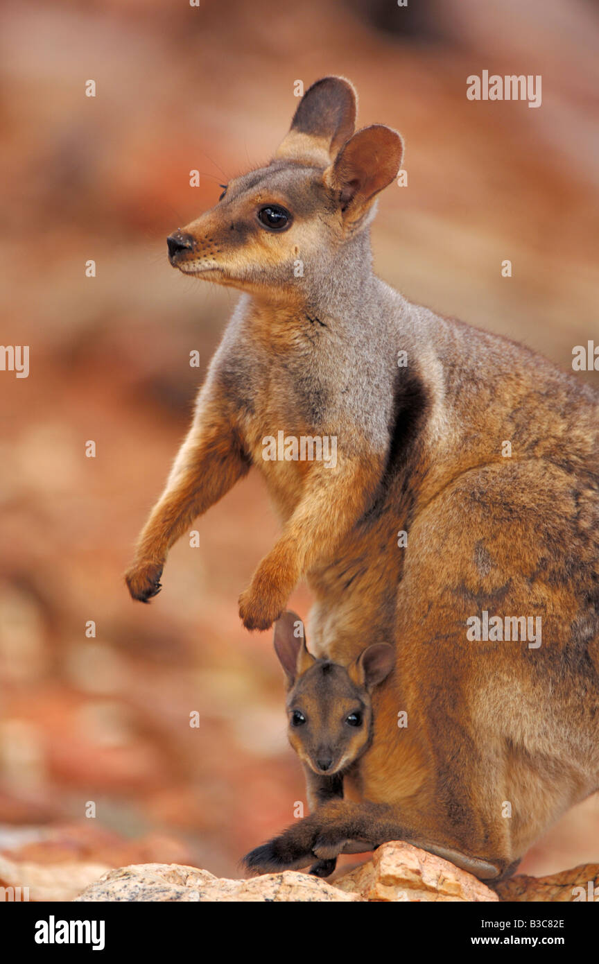 Wallaby im wald Fotos und Bildmaterial in hoher Auflösung Alamy