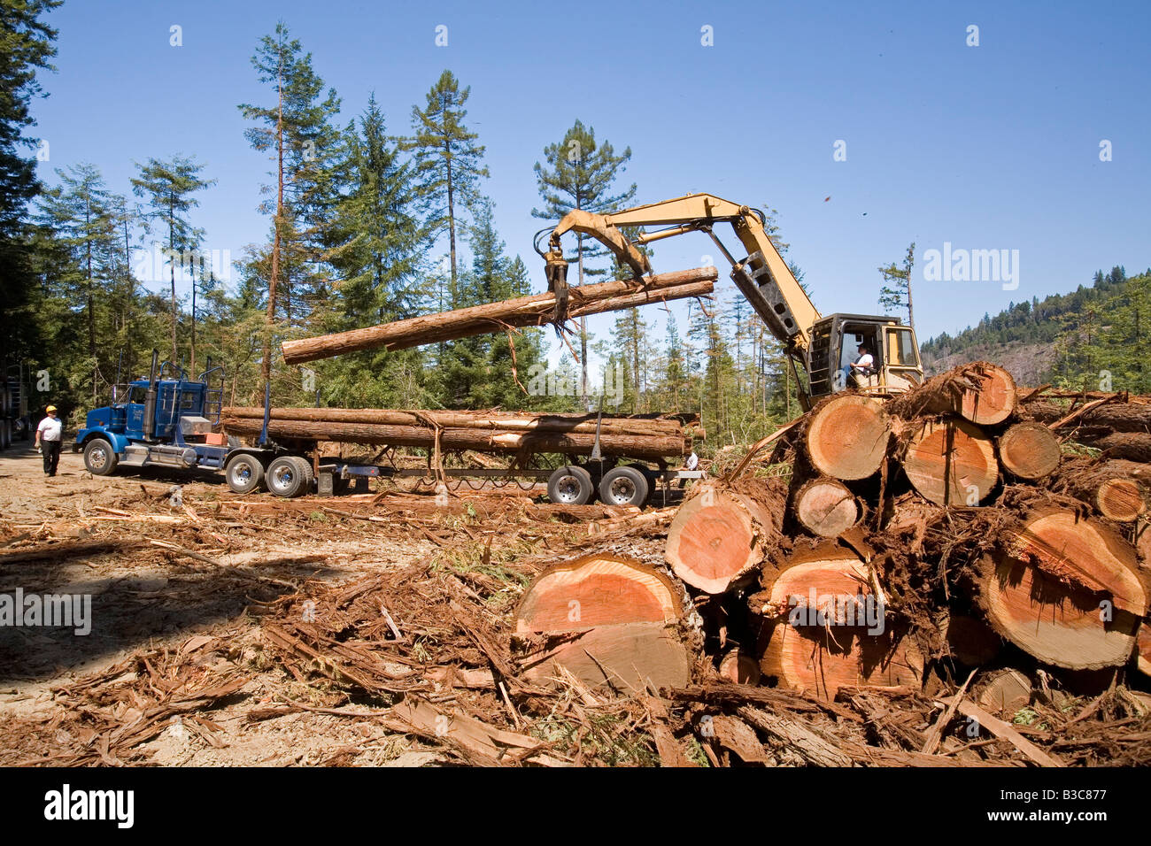 Protokollierung der Redwoods in Nordkalifornien Stockfoto