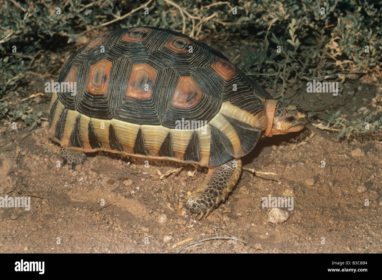 Angulate Tortoise Chersina Angulata Eischwiele in Wüste Südafrika aufgeführt in Anhang II des Washingtoner ARTENSCHUTZÜBEREINKOMMENS Stockfoto