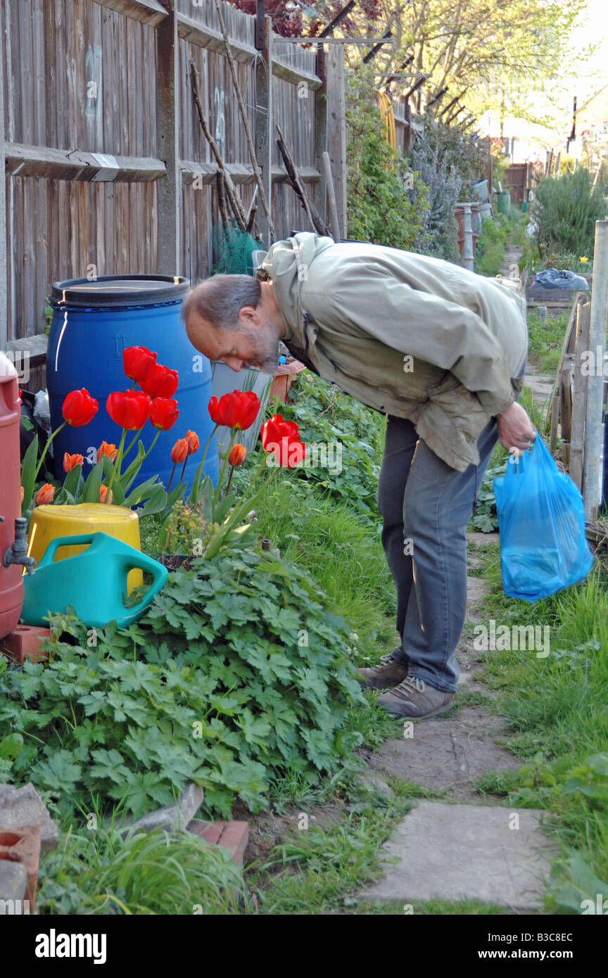 Mann, riechen rote Tulpen wachsen auf Zuteilung Arvon Straße Kleingärten London England UK Stockfoto