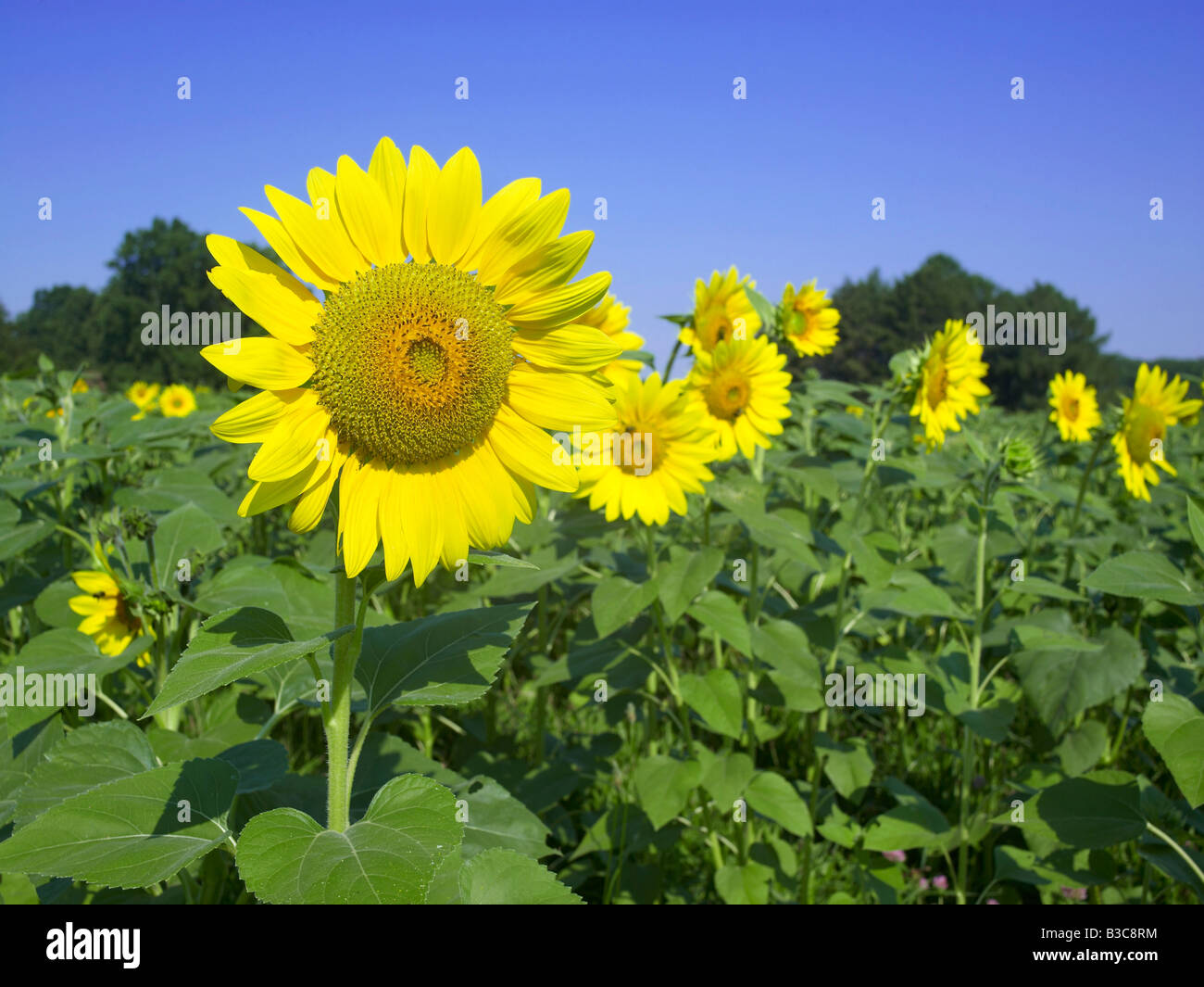 Sonnenblume Blume Detail im Feld mit vielen anderen Sonnenblumen Stockfoto