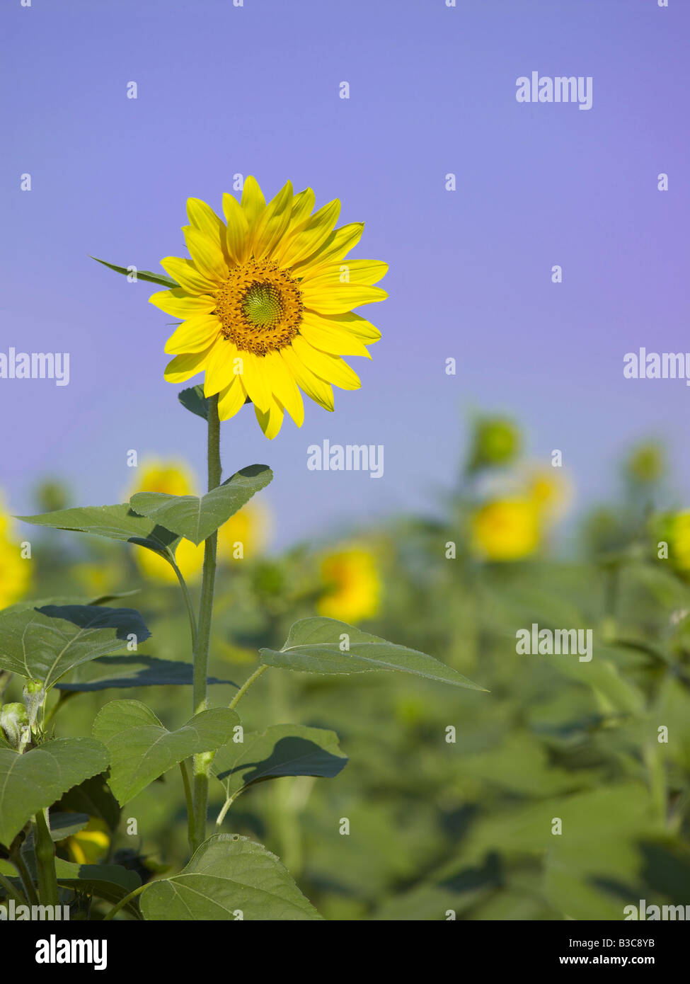 Sonnenblume Blume Detail im Feld mit vielen anderen Sonnenblumen Stockfoto