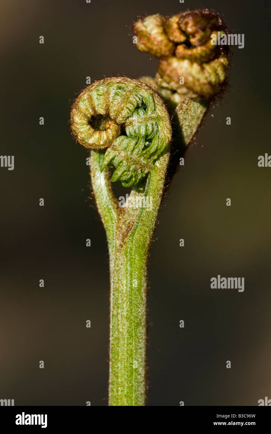 Junger Adlerfarn (Pteridium Aquilinum) Wedel unfurling. Stockfoto