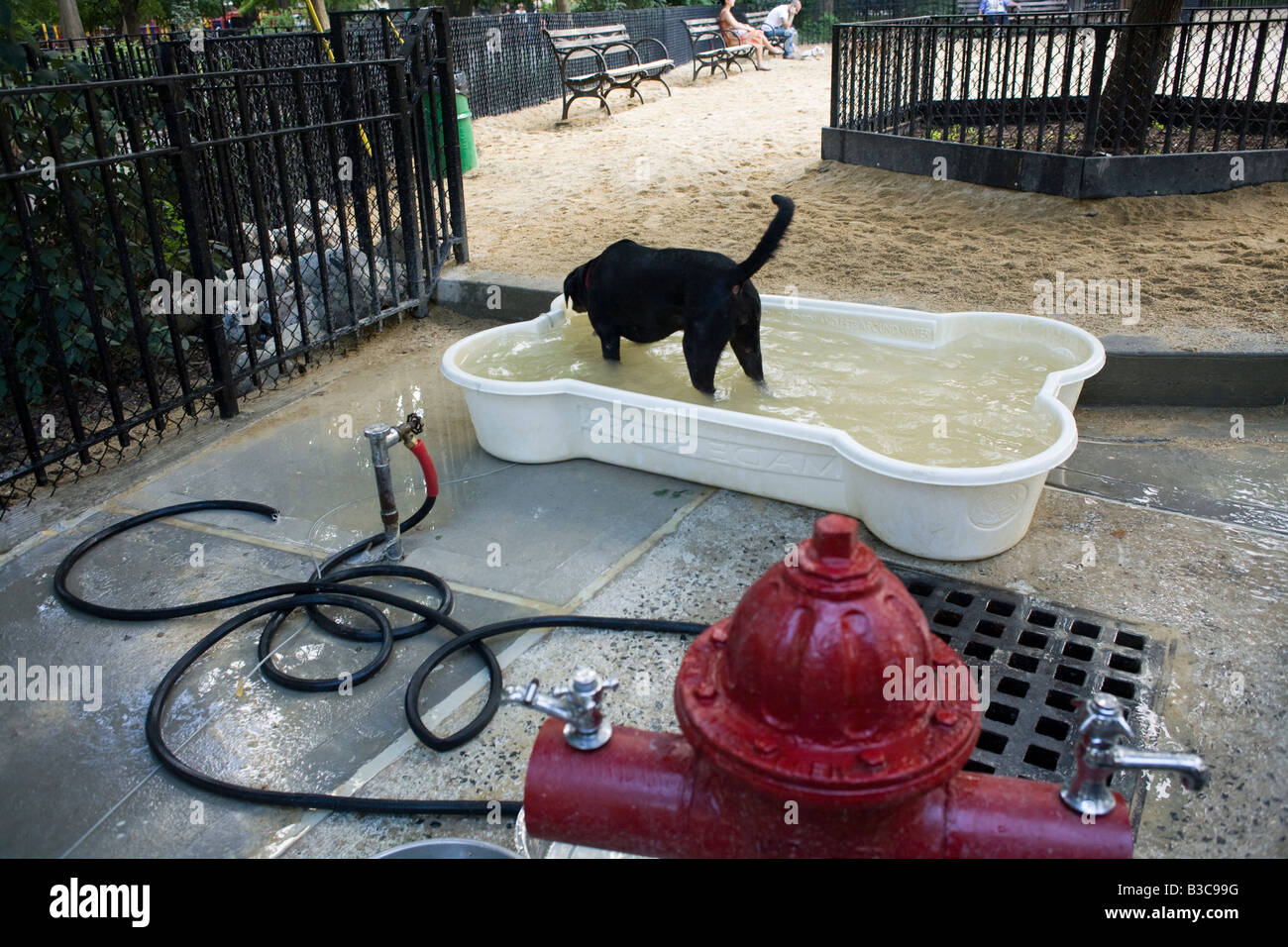 Ein Hund in einem Knochen-Form-Pool in Tompkin Square Park New York City Stockfoto