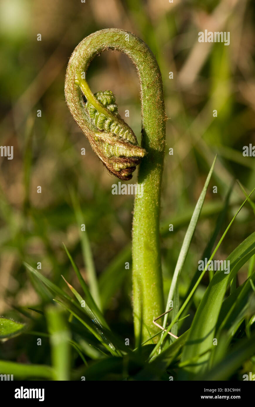 Junger Adlerfarn (Pteridium Aquilinum) Wedel unfurling. Stockfoto