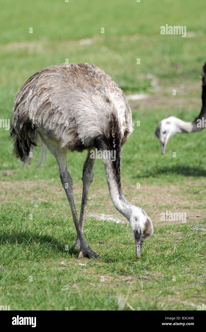 Der Rhea ist ein großer flugunfähiger flugunfähige Vogel, Südamerika heimisch. Dies ist der größere der beiden Arten: der amerikanische Rhea. Stockfoto