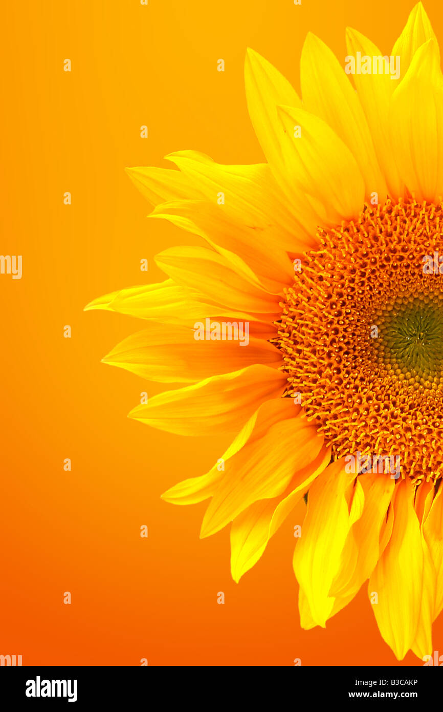 Glücklich leuchtend gelbe Sonnenblumen Stockfoto