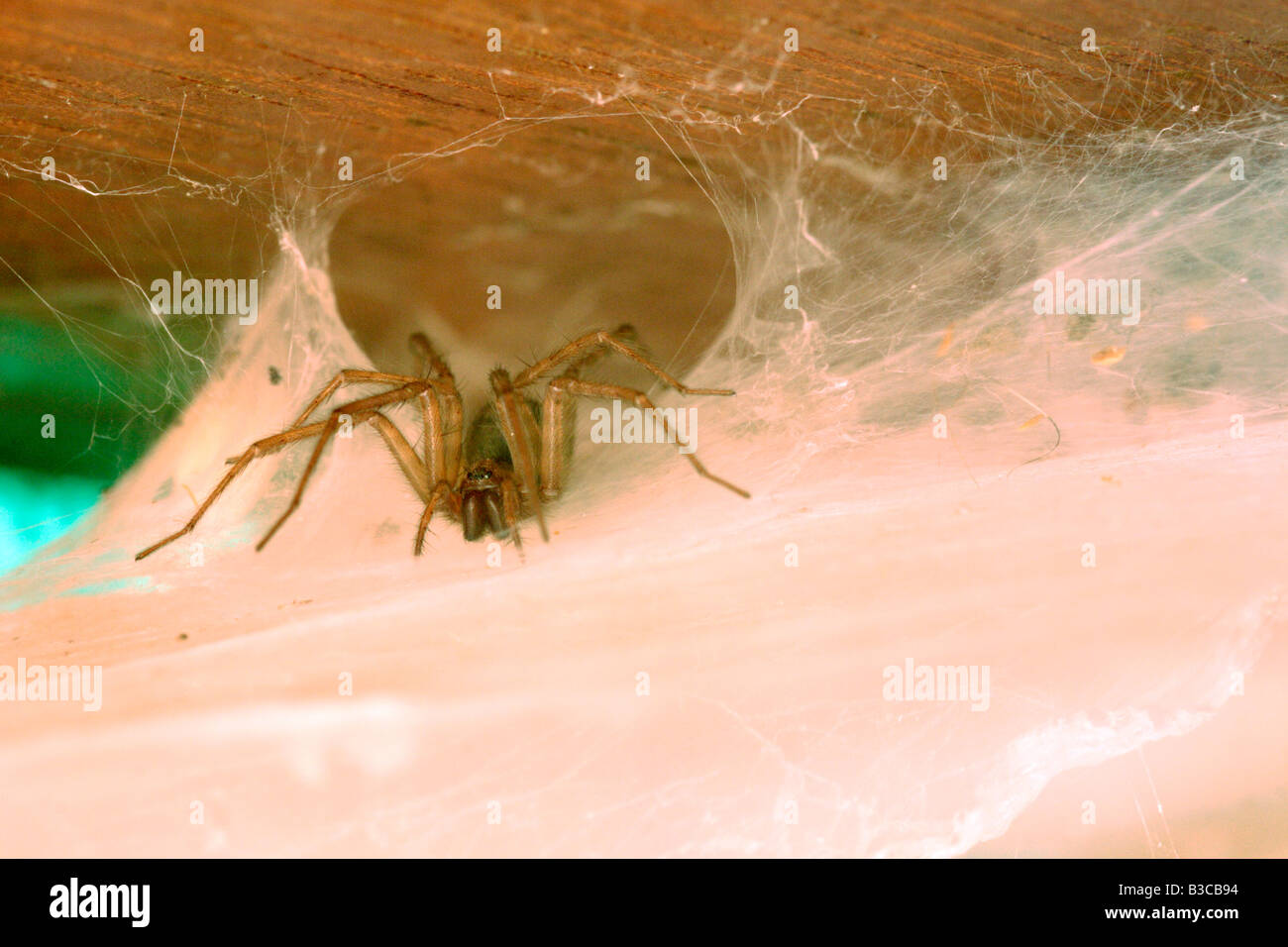 Haus Spinne, Tegenaria Gigantea, sitzt in den Trichter röhrenförmigen Rückzug der Spinngewebe dichten Blatt warten auf Beute, UK Stockfoto