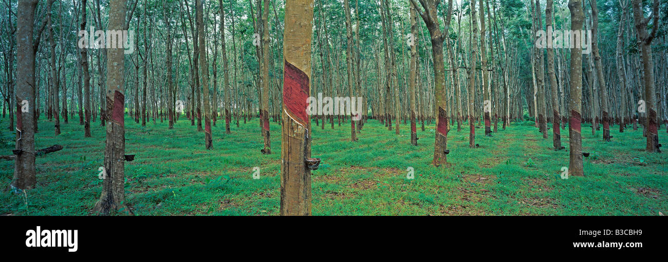 Thailndischer gummibaum -Fotos und -Bildmaterial in hoher Auflsung  Alamy