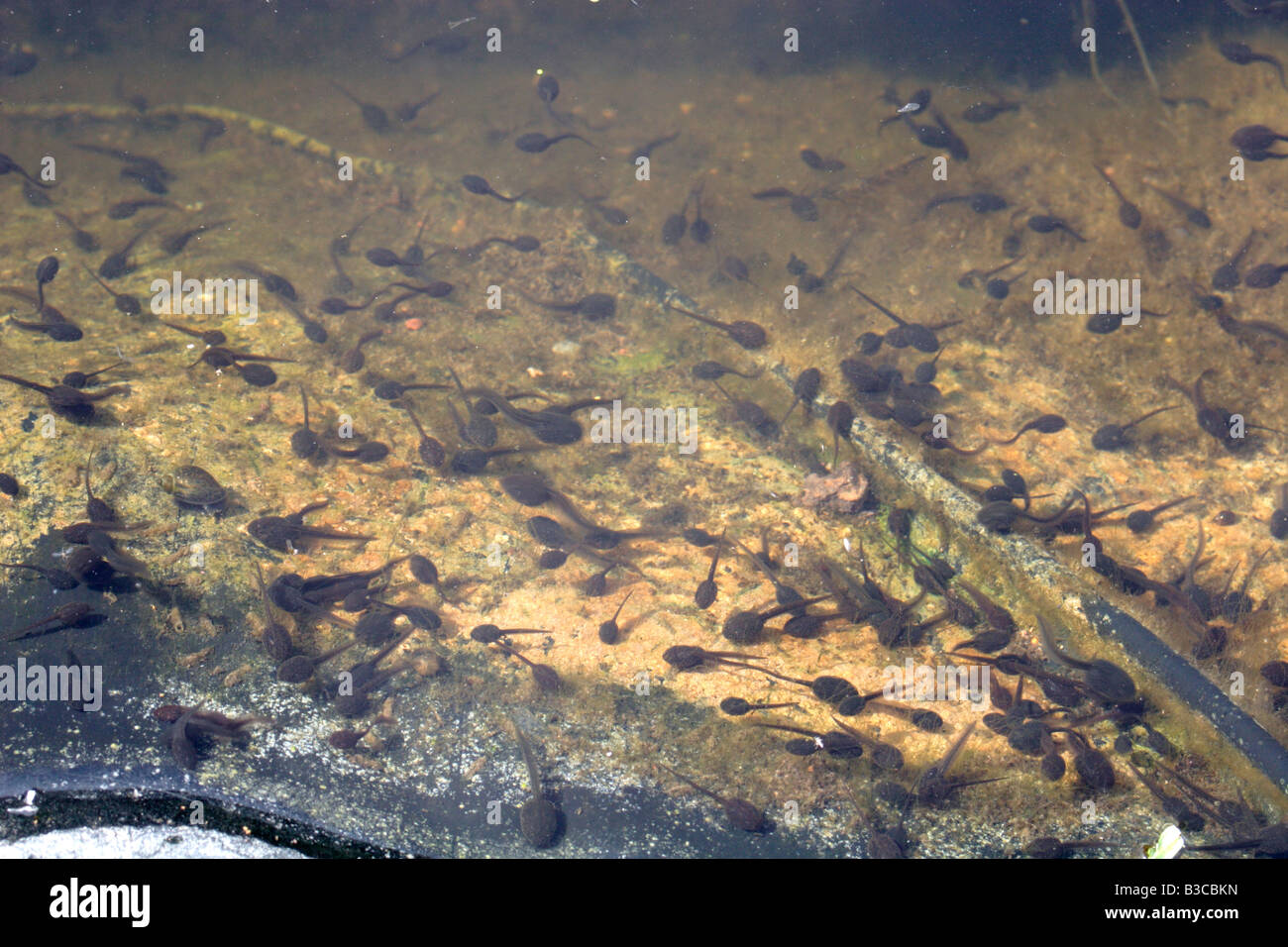 Massen von Kaulquappen in einem UK-Teich Stockfoto