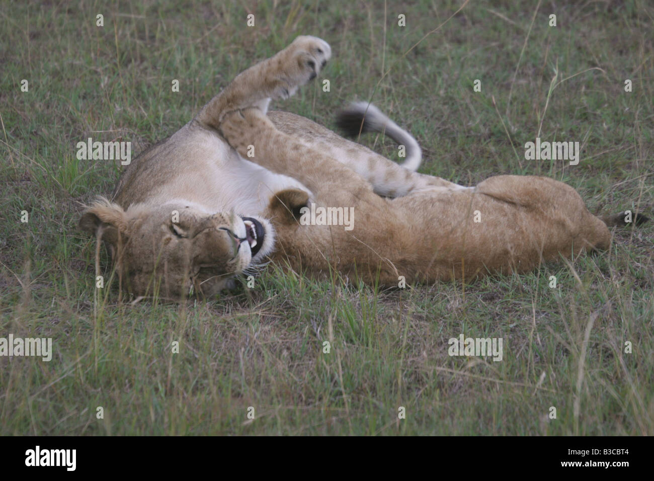 Löwin und Cub liebevoll in die Wiese spielen Stockfoto