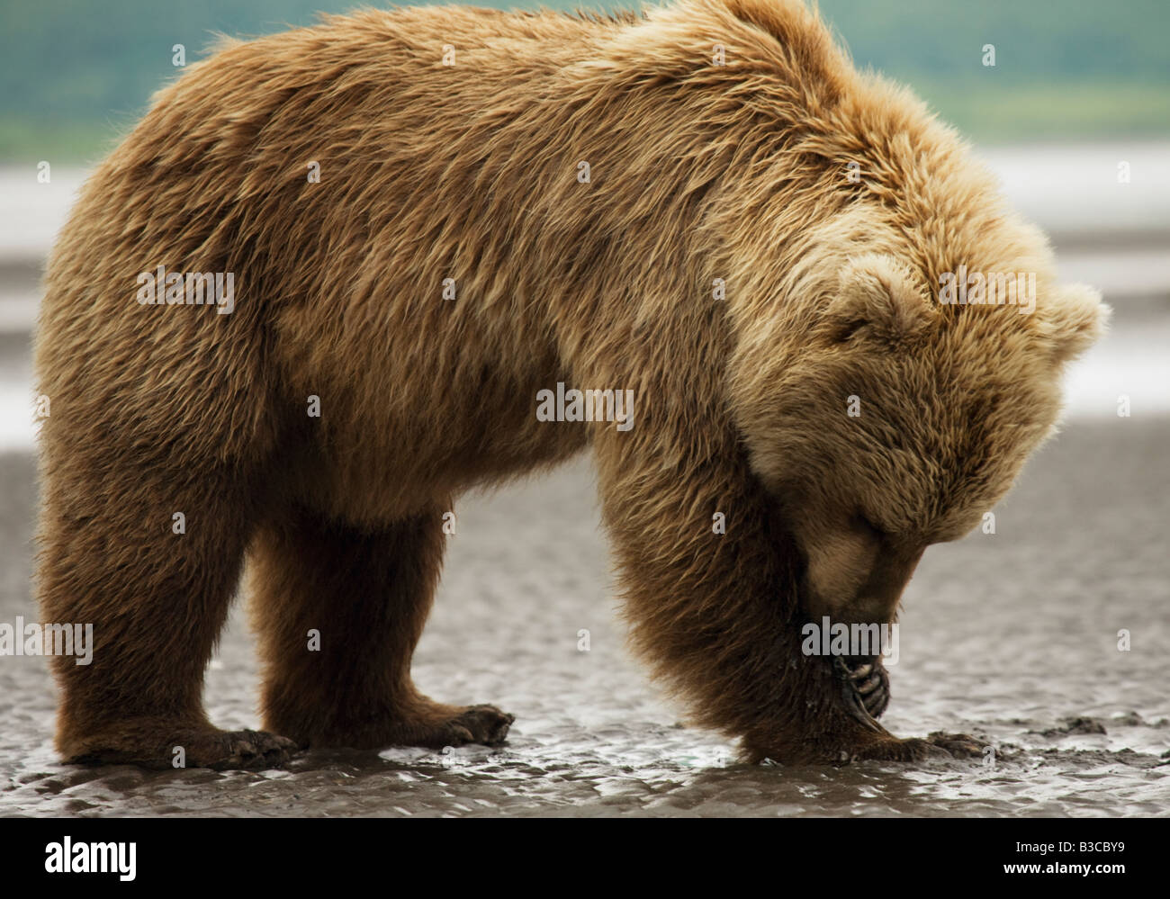 Weibliche Grizzlybär (aka. Brauner Bär) auf der Suche nach Muscheln in das Wattenmeer bei Ebbe in Hallo Bay, Katmai Nationalpark, Alaska. Stockfoto