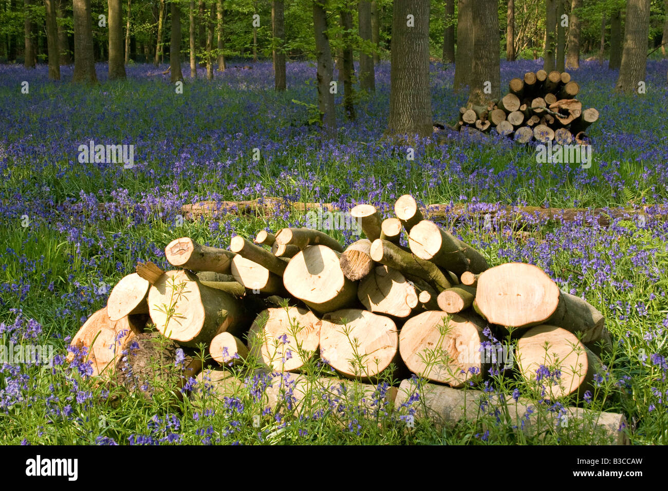 Verwalteten Wald im Oakfrith Wood mit Haufen von Protokollen und Teppich aus Glockenblumen in der Nähe von Urchfont, Wiltshire Stockfoto