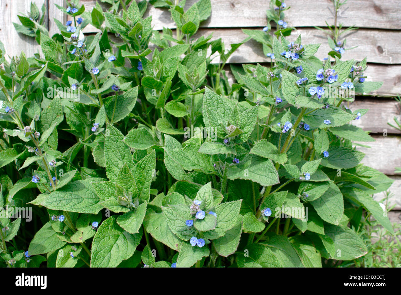 Grün Alkanet, Pentaglottis Sempervirens, UK Stockfoto