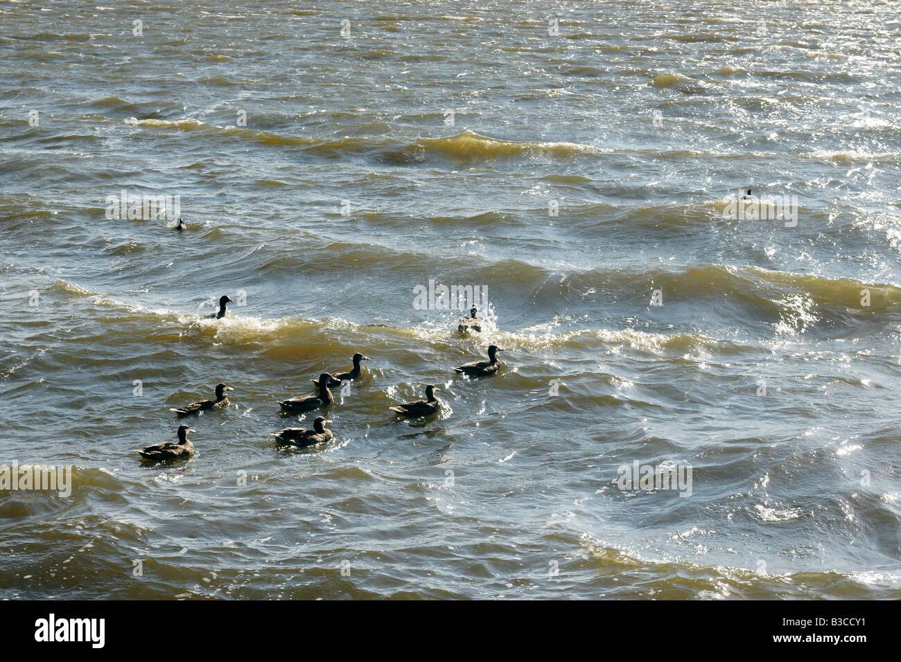 Ente-Herde Kampf gegen riesige Wellen Kralinger See Starkwind Roterdam Niederlande Stockfoto
