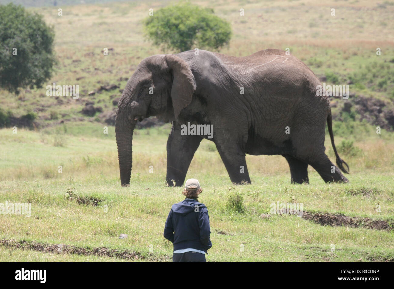 Elefanten zu Fuß vorbei an eine Person zu Fuß Stockfoto