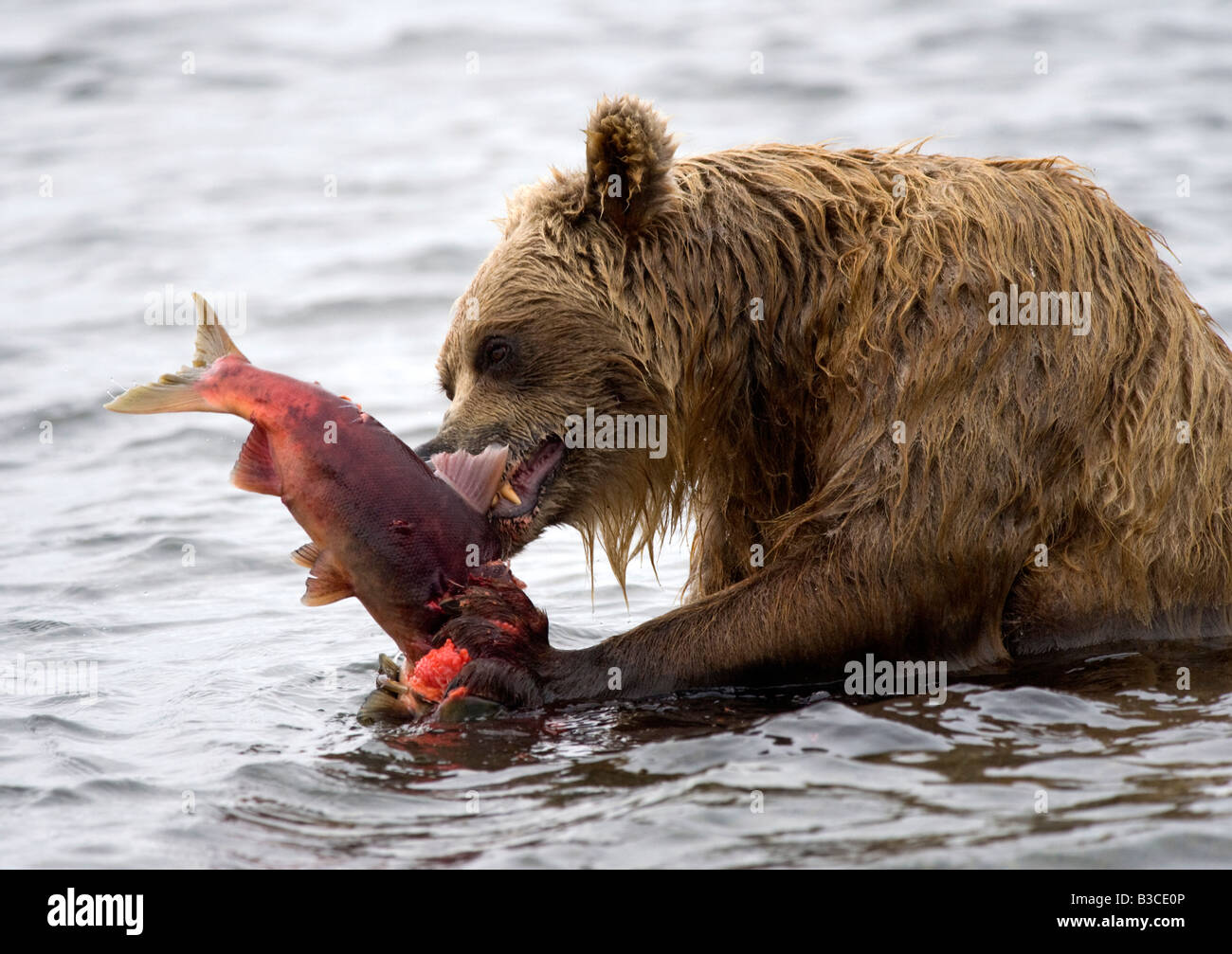 Braunbären in Yuzhno Kamchatsky nationalen Charakter behalten in Kamtschatka im Fernen Osten Russlands 2008 Stockfoto