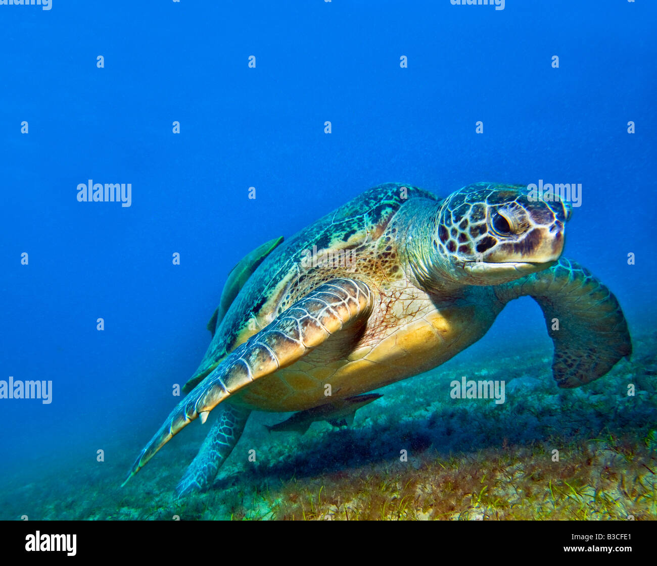 Meeresschildkröte Caretta Schildkröte im Roten Meer tiefblauen Hintergrund Tierwelt und Zanclus Cornutus maurischen Idol Fisch Ägypten ABU DABAB Stockfoto