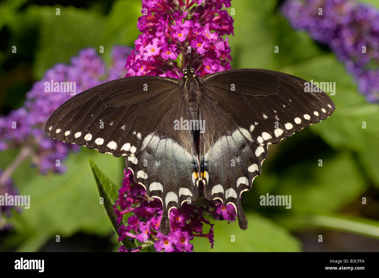Spicebush Schwalbenschwanz Papilio troilus Stockfoto
