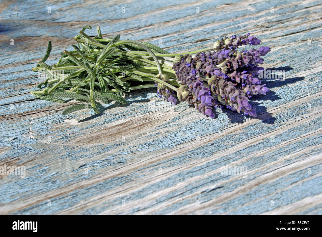 Lavendel Köpfe auf einem verwitterten Brett Stockfoto