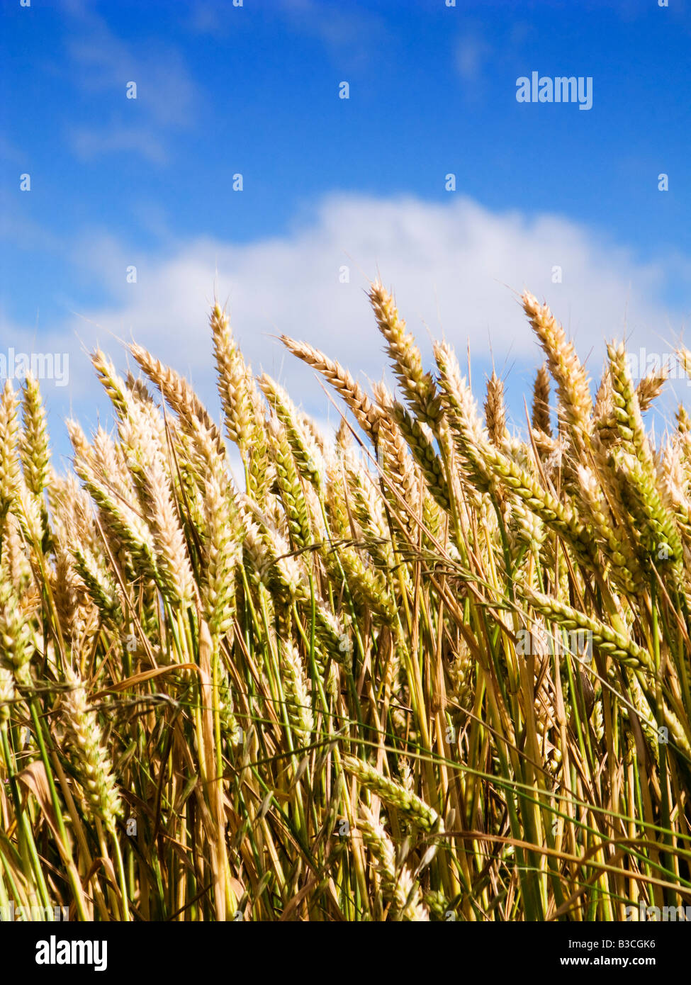 Weizen in der Nähe gegen einen blauen Himmel im Sommer Stockfoto
