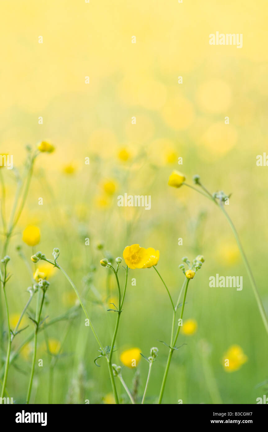 Ein Feld von Butterblumen mit Schwerpunkt Blumen im Vordergrund Stockfoto
