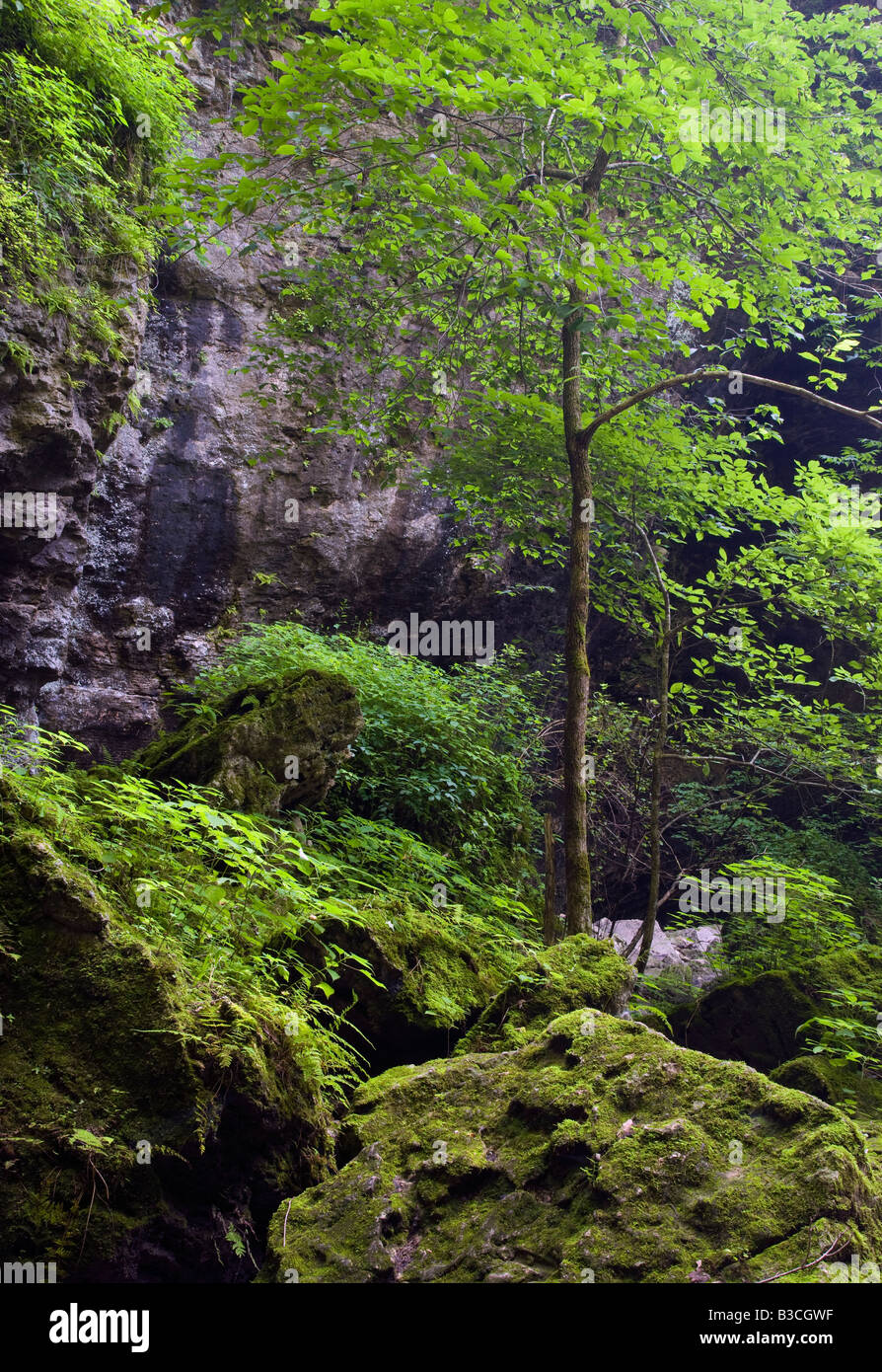 Bäume und Kalkstein Bluff, Maquoketa Höhlen Staatspark, Iowa Stockfoto