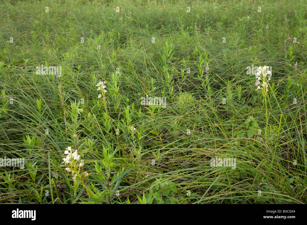 östlichen Prärie Fransen Orchidee (Platanthera Leucophaea) in Segge Wiese, Iowa Stockfoto