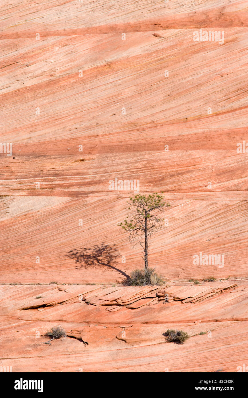 Baum auf versteinerte Sanddüne, Zion Nationalpark, Utah Stockfoto